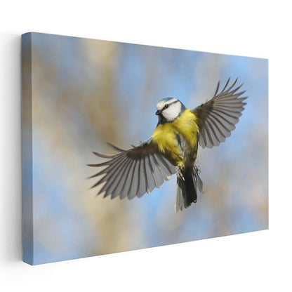 Mavi Baştankara - Gökyüzünde Kanat Çırpan Kuş Kanvas Tablo
