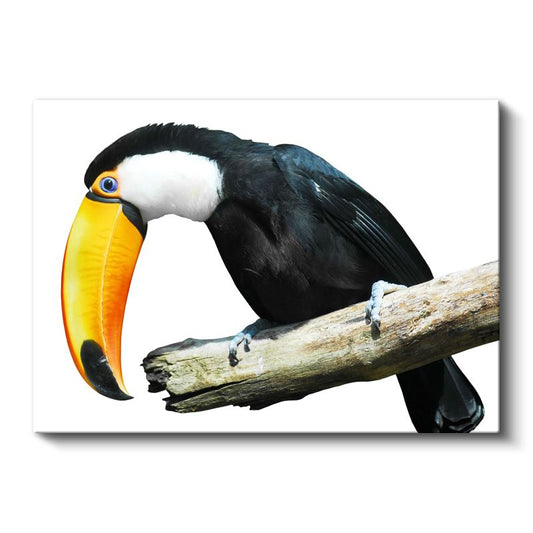 Renkli Tukan - Egzotik Kuş Portresi Kanvas Tablo