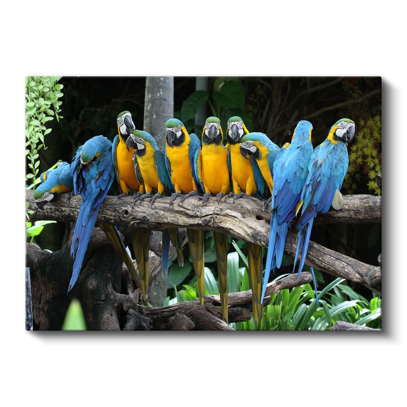 Ara Papağanları - Renkli Tropik Kuşlar Topluluğu Kanvas Tablo