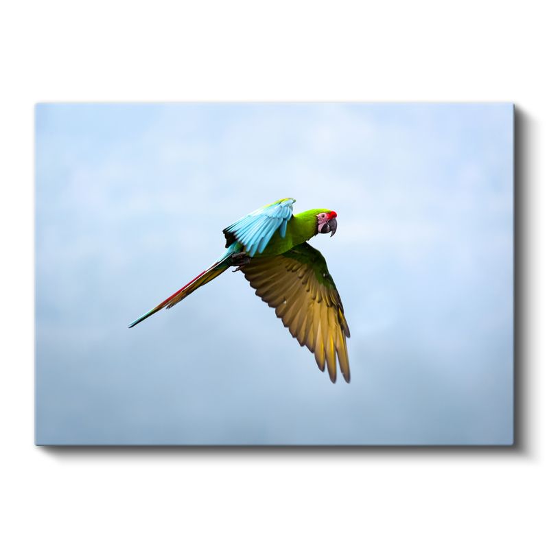 Uçan Papağan - Gökyüzünde Renkli Kanatlar Kanvas Tablo