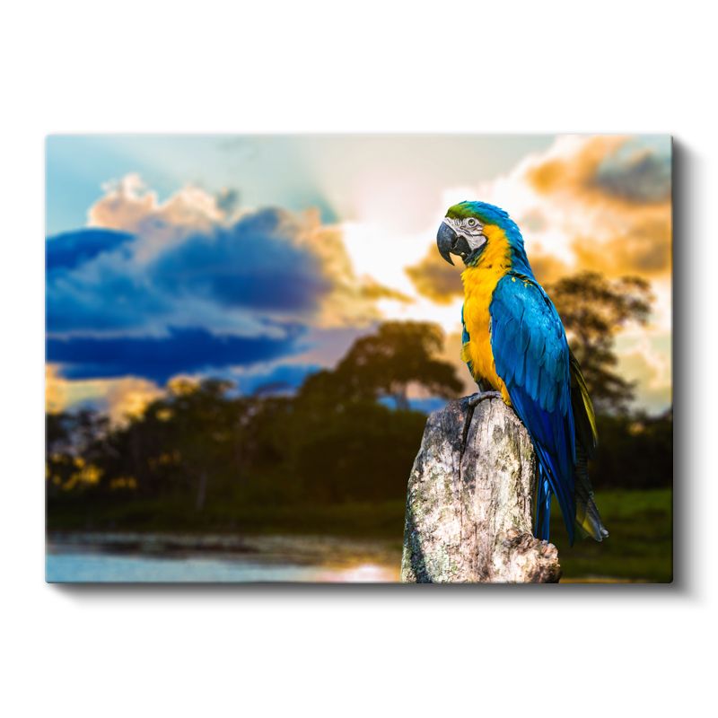 Ara Papağanı - Tropikal Kuş Portresi Kanvas Tablo