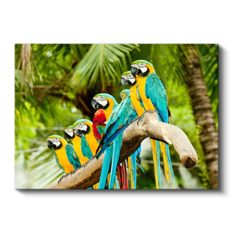 Papağan Ailesi - Dal Üzerinde Renkli Topluluk Kanvas Tablo