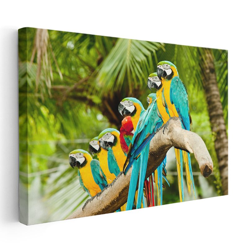 Papağan Ailesi - Dal Üzerinde Renkli Topluluk Kanvas Tablo