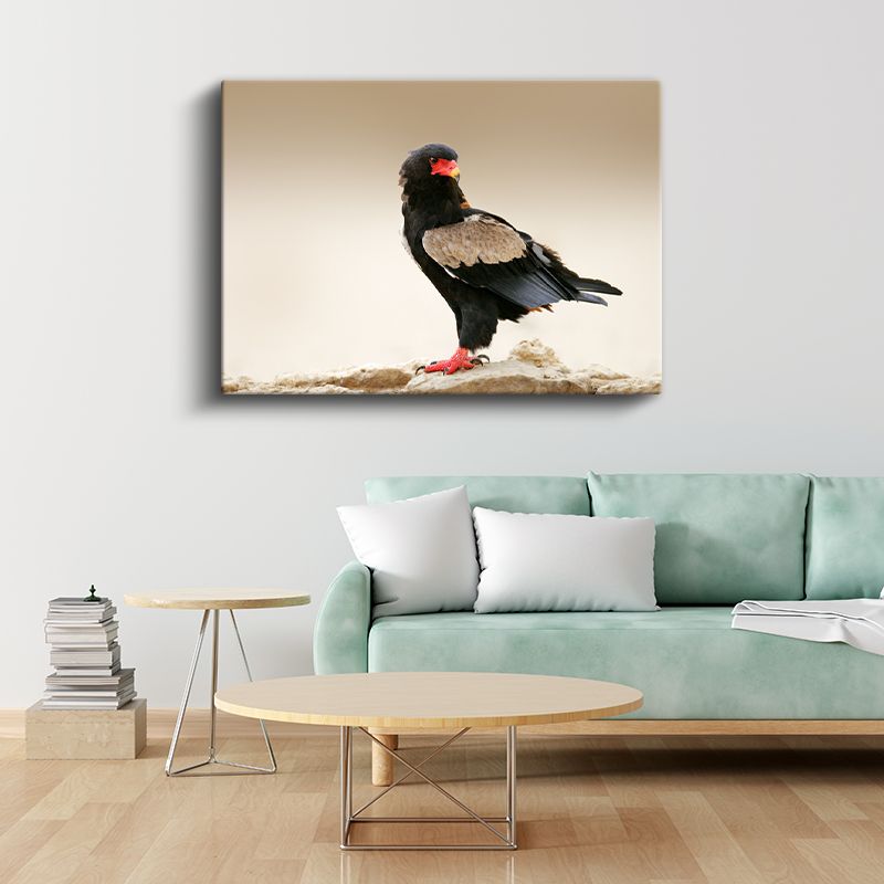 Bateleur Kartalı - Kırmızı Gagalı Yırtıcı Kuş Kanvas Tablo