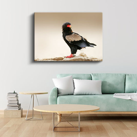 Bateleur Kartalı - Kırmızı Gagalı Yırtıcı Kuş Kanvas Tablo