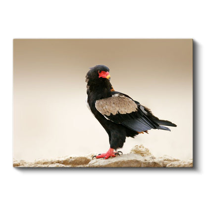 Bateleur Kartalı - Kırmızı Gagalı Yırtıcı Kuş Kanvas Tablo