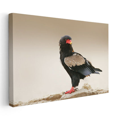 Bateleur Kartalı - Kırmızı Gagalı Yırtıcı Kuş Kanvas Tablo