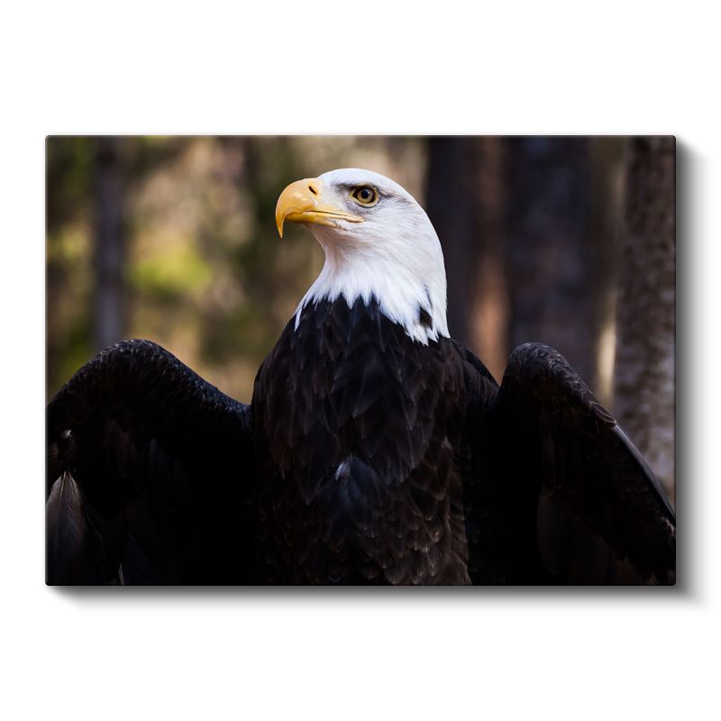 Amerikan Kartalı - Heybetli Duruş Kanvas Tablo