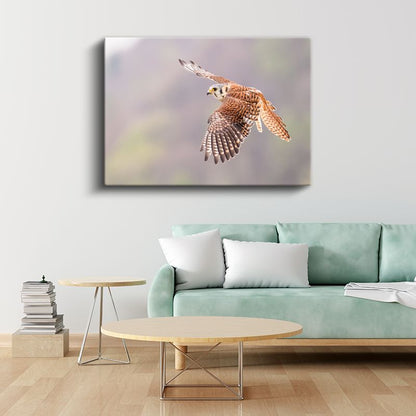 Kızıl Şahin - Gökyüzünde Özgür Uçuş Kanvas Tablo