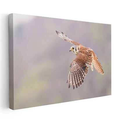 Kızıl Şahin - Gökyüzünde Özgür Uçuş Kanvas Tablo