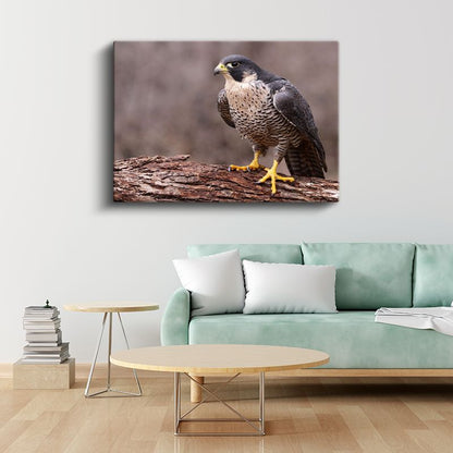 Şahin Portresi - Keskin Bakışlı Avcı Kuş Kanvas Tablo