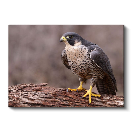 Şahin Portresi - Keskin Bakışlı Avcı Kuş Kanvas Tablo