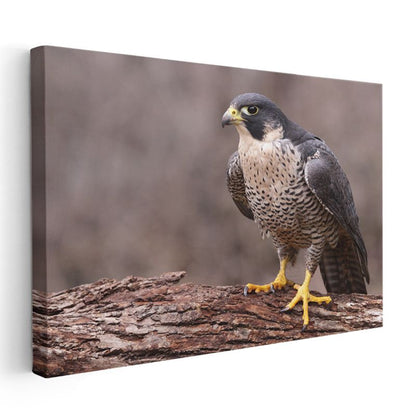 Şahin Portresi - Keskin Bakışlı Avcı Kuş Kanvas Tablo