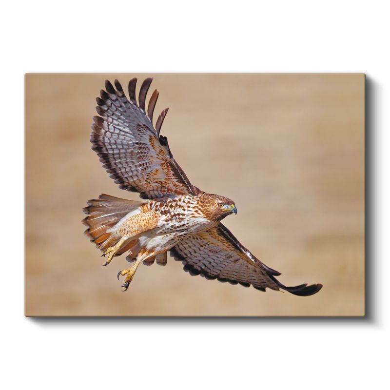 Avcı Şahin - Kanatları Açık Yırtıcı Kuş Kanvas Tablo