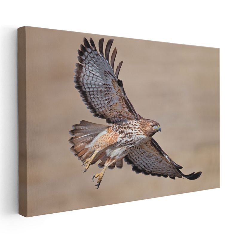 Avcı Şahin - Kanatları Açık Yırtıcı Kuş Kanvas Tablo
