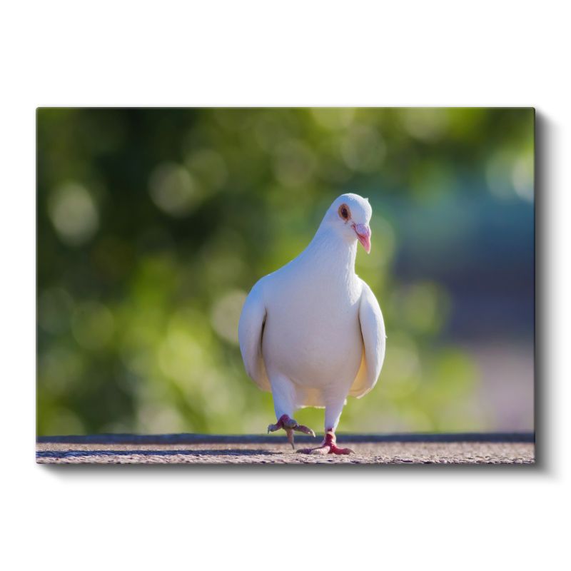 Beyaz Güvercin - Barış Sembolü Kuş Portresi Kanvas Tablo