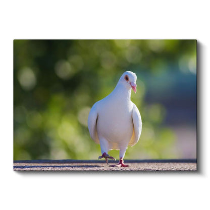 Beyaz Güvercin - Barış Sembolü Kuş Portresi Kanvas Tablo