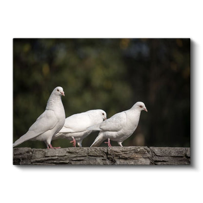 Güvercin Üçlüsü - Beyaz Kuşlar Topluluğu Kanvas Tablo