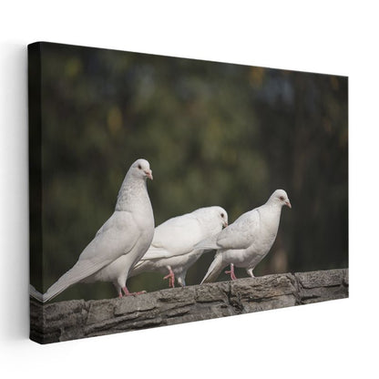 Güvercin Üçlüsü - Beyaz Kuşlar Topluluğu Kanvas Tablo