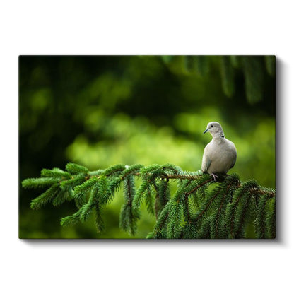 Çam Dalındaki Güvercin - Huzur Veren Beyaz Kuş Kanvas Tablo