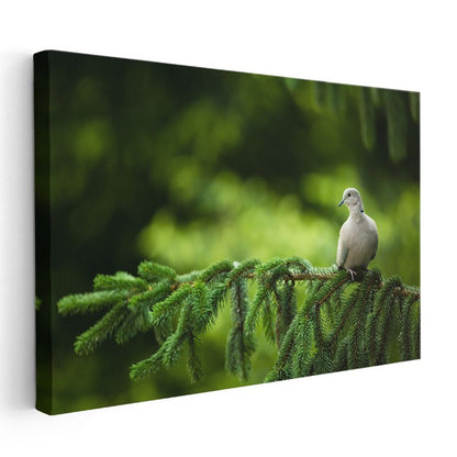 Çam Dalındaki Güvercin - Huzur Veren Beyaz Kuş Kanvas Tablo