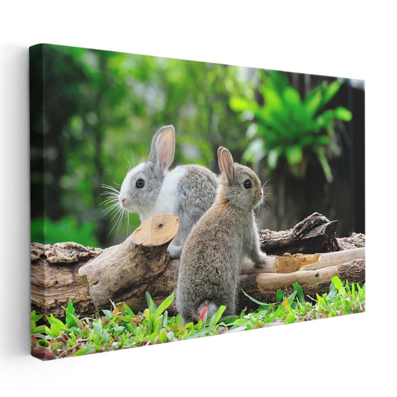 Sevimli Tavşan İkilisi - Doğal Yaşam Alanında Kanvas Tablo