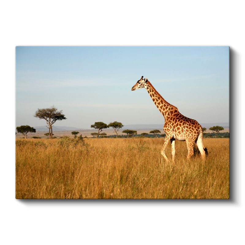 Safari Zürafası - Savana Yolculuğu Kanvas Tablo