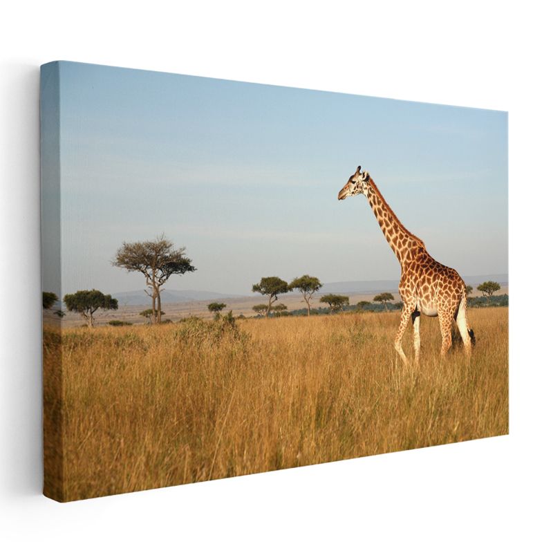 Safari Zürafası - Savana Yolculuğu Kanvas Tablo