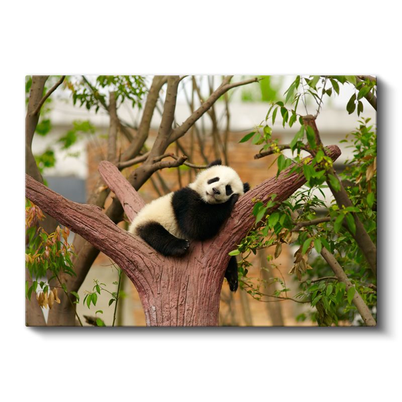 Uyuyan Panda - Ağaç Dalında Tatlı Mola Kanvas Tablo