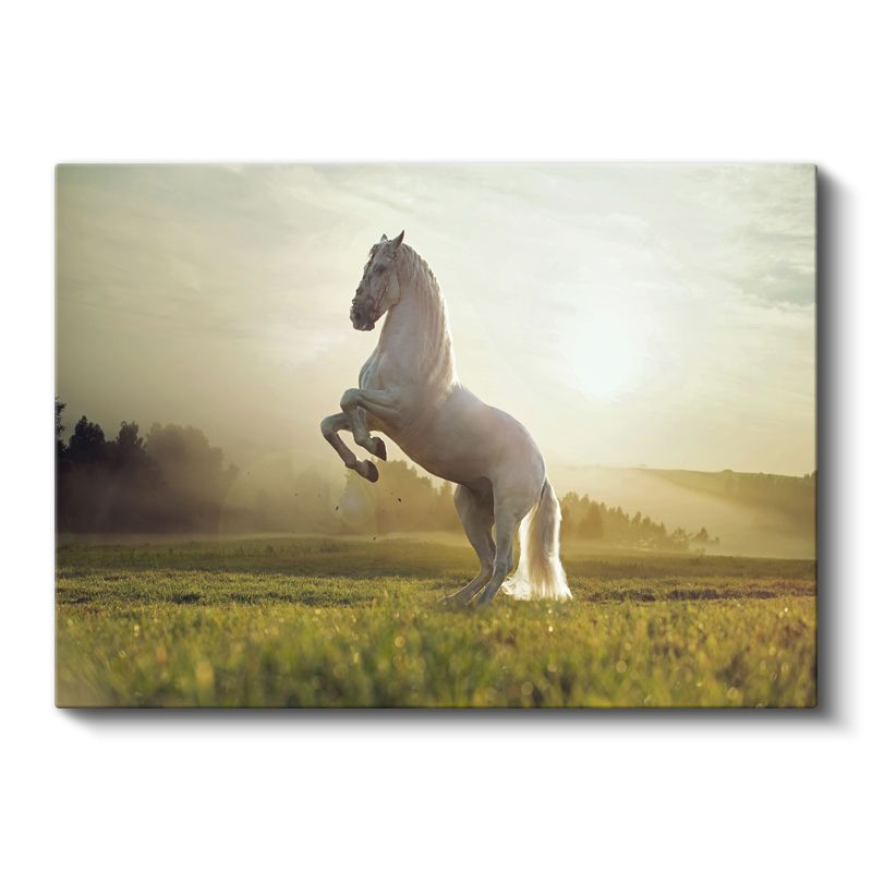 Beyaz Aygır - Gün Işığında Muhteşem Duruş Kanvas Tablo