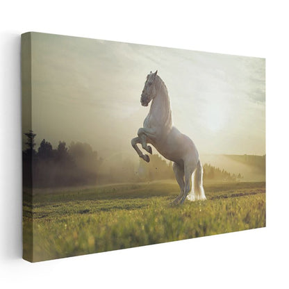 Beyaz Aygır - Gün Işığında Muhteşem Duruş Kanvas Tablo