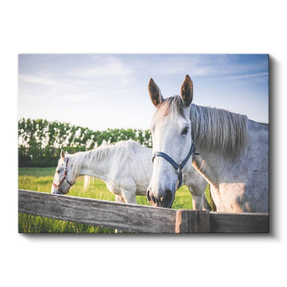 Beyaz Atlar - Çiftlik Yaşamından Dostluk Portresi Kanvas Tablo