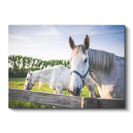 Beyaz Atlar - Çiftlik Yaşamından Dostluk Portresi Kanvas Tablo