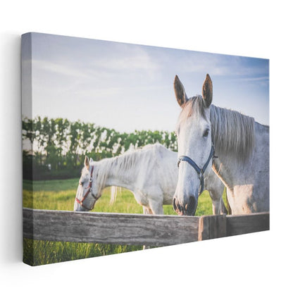 Beyaz Atlar - Çiftlik Yaşamından Dostluk Portresi Kanvas Tablo