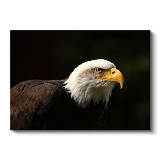 Amerikan Kartalı - Keskin Bakışlı Yırtıcı Kuş Kanvas Tablo