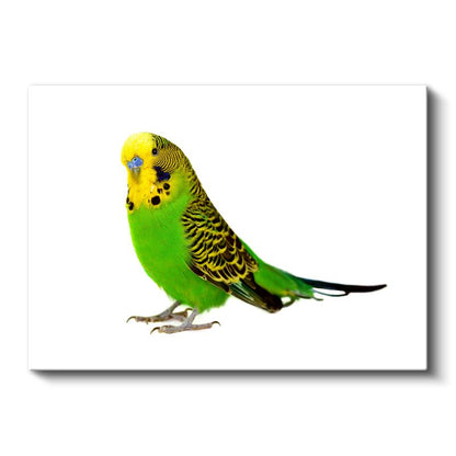 Yeşil Muhabbet Kuşu - Sarı Başlı Sevimli Kuş Kanvas Tablo