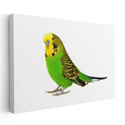 Yeşil Muhabbet Kuşu - Sarı Başlı Sevimli Kuş Kanvas Tablo