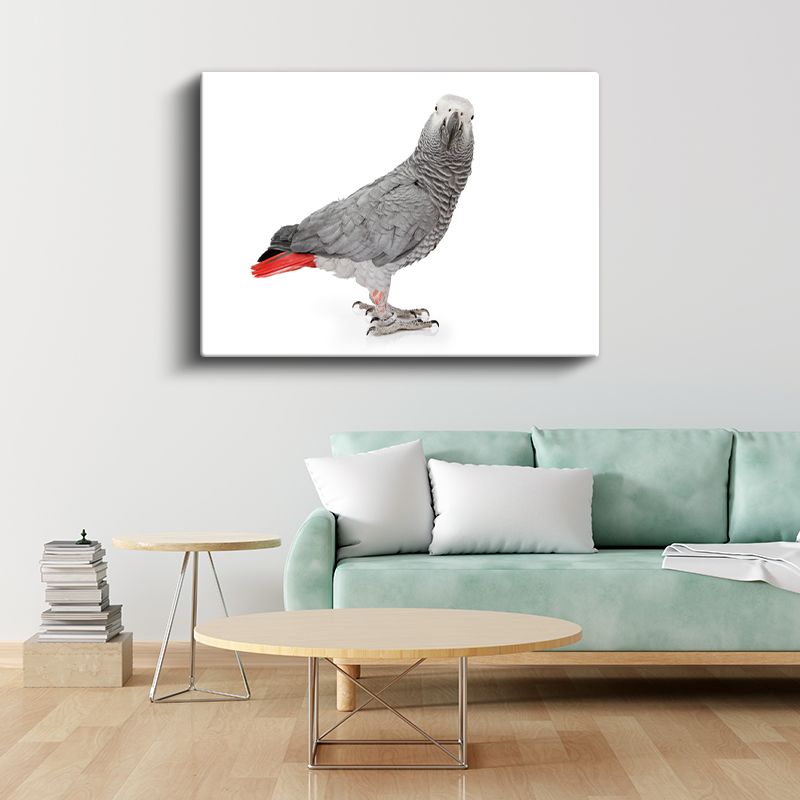 Afrika Gri Papağanı - Kırmızı Kuyruklu Egzotik Kuş Kanvas Tablo