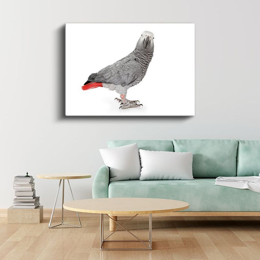 Afrika Gri Papağanı - Kırmızı Kuyruklu Egzotik Kuş Kanvas Tablo