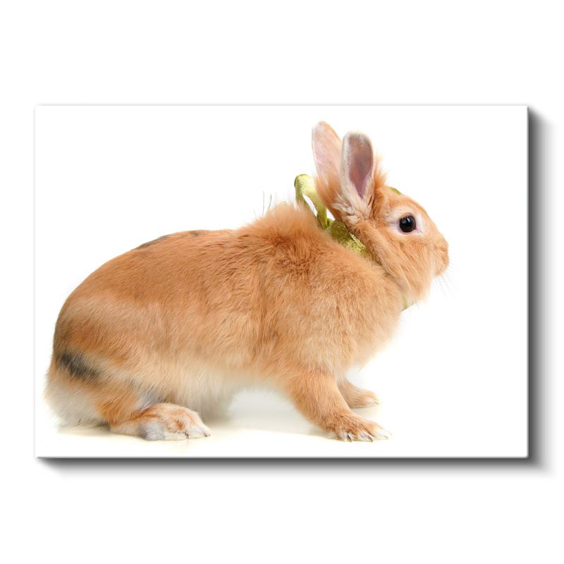 Turuncu Tavşan - Altın Kurdeleli Yan Bakış Kanvas Tablo