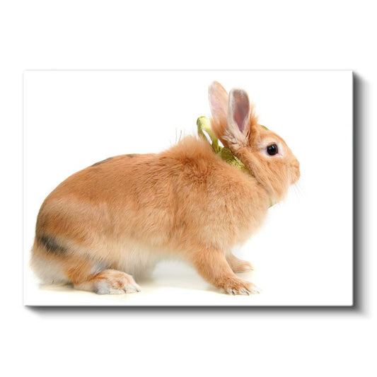 Turuncu Tavşan - Altın Kurdeleli Yan Bakış Kanvas Tablo