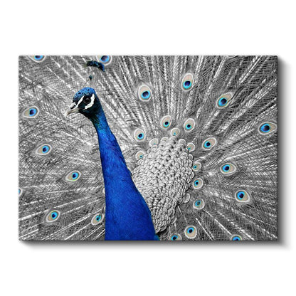 Mavi Tavus Kuşu - İhtişamlı Tüyler Gösterisi Kanvas Tablo