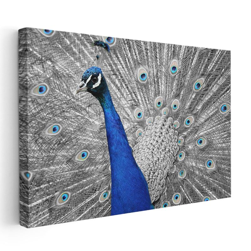 Mavi Tavus Kuşu - İhtişamlı Tüyler Gösterisi Kanvas Tablo