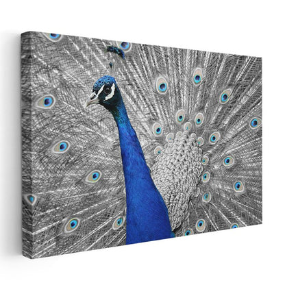 Mavi Tavus Kuşu - İhtişamlı Tüyler Gösterisi Kanvas Tablo
