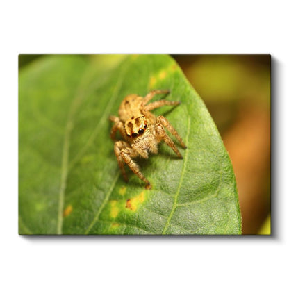 Atlayıcı Örümcek - Yaprak Üzerinde Mikro Avcı Kanvas Tablo