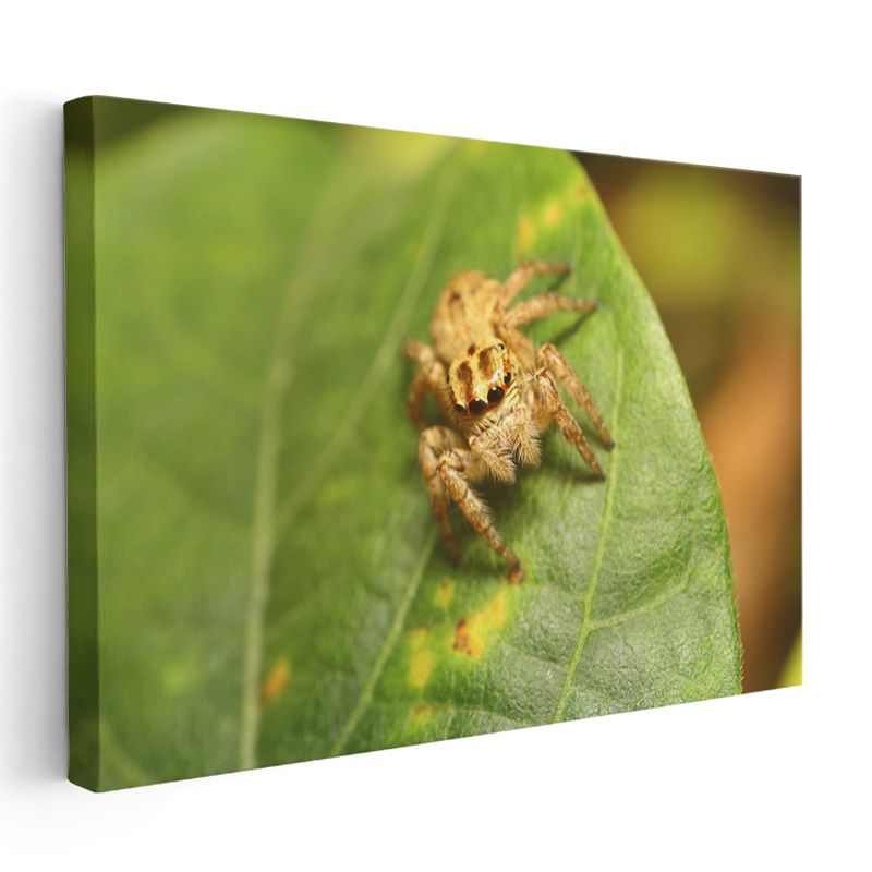 Atlayıcı Örümcek - Yaprak Üzerinde Mikro Avcı Kanvas Tablo