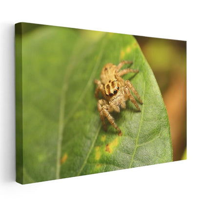 Atlayıcı Örümcek - Yaprak Üzerinde Mikro Avcı Kanvas Tablo