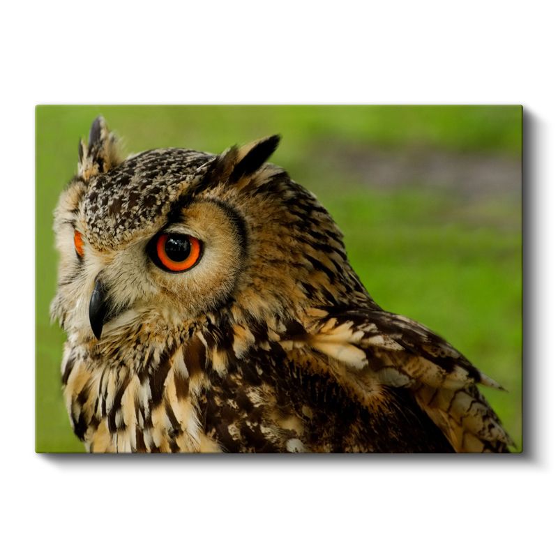 Puhu Baykuşu - Turuncu Gözlü Yırtıcı Kuş Kanvas Tablo
