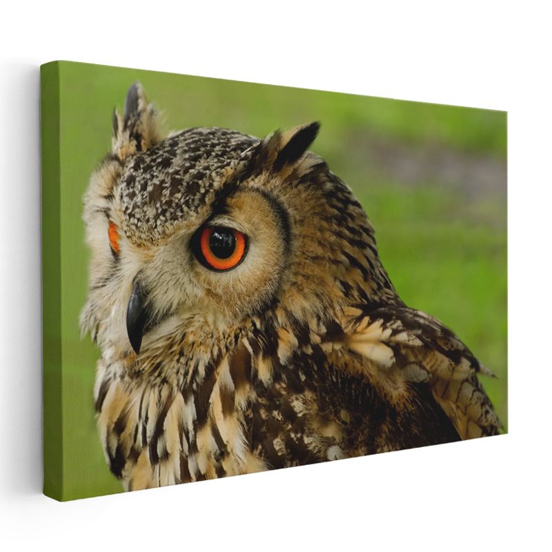 Puhu Baykuşu - Turuncu Gözlü Yırtıcı Kuş Kanvas Tablo