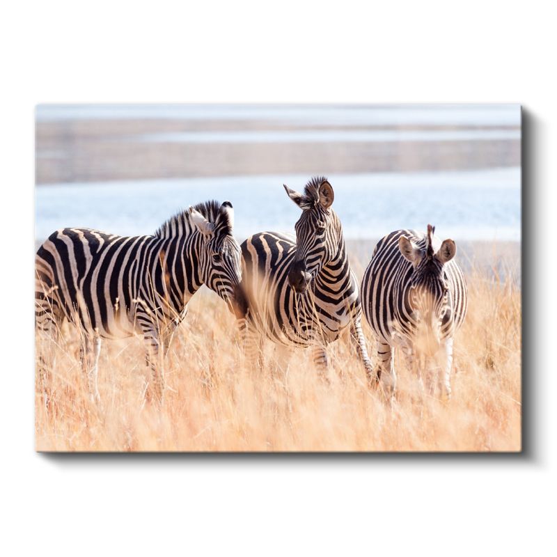 Zebra Üçlüsü - Savana Otlarında Çizgili Güzellik Kanvas Tablo